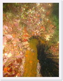 IMG_0407 * Painted Greenling and a California Sea Cucumber * 2448 x 3264 * (3.65MB)