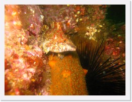 IMG_0410 * Painted Greenling and a California Sea Cucumber * 3264 x 2448 * (1.85MB)