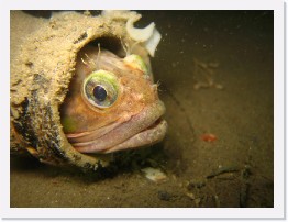 IMG_0213 * Sarcastic Fringehead in a bottle * 3264 x 2448 * (1.93MB)