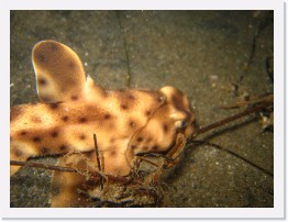 IMG_0221 * Horn Shark * 3264 x 2448 * (1.79MB)