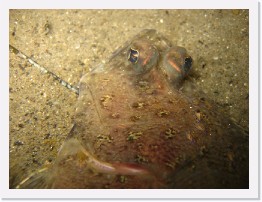 IMG_0408 * Hornyhead Turbot with parasites * 2816 x 2112 * (1.57MB)