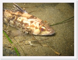 IMG_0421 * Calico Rockfish? * 2816 x 2112 * (1.68MB)