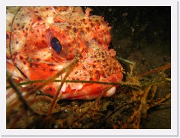 IMG_0025 * California Scorpionfish * 3264 x 2448 * (2.02MB)