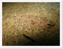 IMG_0072 * Speckled Sanddab * 3264 x 2448 * (1.94MB)