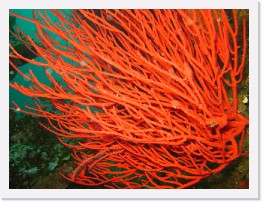 IMG_0474 * Red Gorgonian * 3264 x 2448 * (2.82MB)