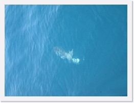 IMG_0593 * Ocean Sunfish (mola mola) * 3264 x 2448 * (1.44MB)