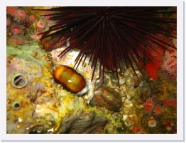 IMG_0685 * Chestnut Cowries and Crowned Sea Urchin * 3264 x 2448 * (1.95MB)