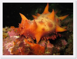 IMG_0730 * California Sea Cucumber * 2048 x 1536 * (731KB)