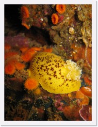 IMG_0749 * Noble Dorid nudibranch * 2048 x 1536 * (768KB)