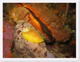 IMG_0758 * White Spotted Porostome nudibranch (Doriopsilla albopunctata), Rock Scallop, on a Gray Moon Sponge * 2048 x 1536 * (787KB)