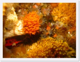 IMG_0795 * Feather Duster Worm, extending, Southern Staghorn Bryozoan * 3264 x 2448 * (1.7MB)