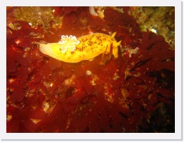 IMG_0848 * Monterey Dorid nudibranch * 3264 x 2448 * (1.72MB)