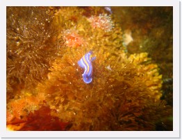 IMG_0852 * Porter's Chromodorid nudibranch (Mexichromis porterae) dining on Bryozoans * 3264 x 2448 * (1.82MB)