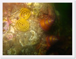 IMG_0913 * White Spotted Porostome nudibranch (Doriopsilla albopunctata) eggs and Blue-Ring Top Snails * 3264 x 2448 * (1.52MB)