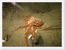 IMG_0967 * Baby Octopus feeding on krill * 3264 x 2448 * (2.4MB)