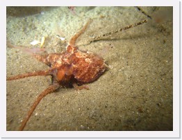 IMG_0969 * Baby Octopus feeding on krill * 3264 x 2448 * (2.2MB)