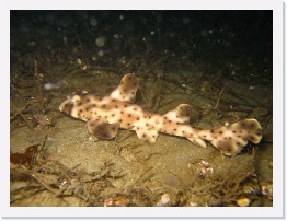 IMG_0983 * Horn Shark * 3264 x 2448 * (2.06MB)