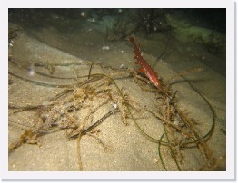 IMG_1030 * Juvenile Kelpfish * 3264 x 2448 * (2.24MB)