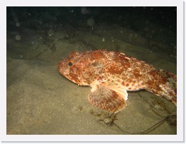 IMG_1036 * Scorpionfish * 3264 x 2448 * (2.06MB)