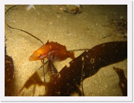 IMG_1048-crop * Juvenile Kelpfish * 3101 x 2326 * (1.7MB)