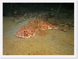 IMG_1091-crop * Scorpionfish * 2938 x 2203 * (1.95MB)