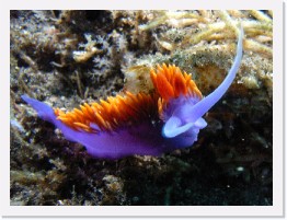 IMAG0036-crop * Spanish Shawl nudibranch * 2343 x 1757 * (1.58MB)