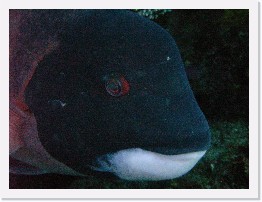 IMAG0055 * California Sheephead (Semicossyphus pulcher) * 3264 x 2448 * (3.1MB)