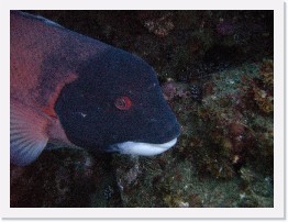 IMAG0056 * California Sheephead (Semicossyphus pulcher) * 3264 x 2448 * (2.91MB)