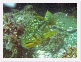 IMAG0076-crop * Calico Bass * 2192 x 1644 * (1.56MB)