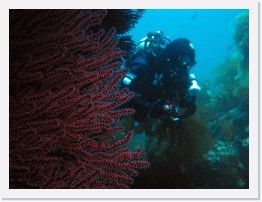 IMG_0327-crop * Red Gorgonian, Jen * 3008 x 2256 * (1.53MB)