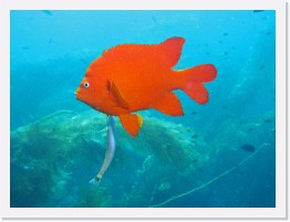 IMG_0345-crop * Garibaldi and Senorita - cleaning station * 2859 x 2144 * (934KB)