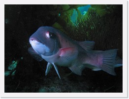 IMG_0368-crop * Sheephead * 2556 x 1917 * (890KB)