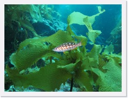 IMG_0373 * Juvenile Kelp Bass * 3264 x 2448 * (4.04MB)