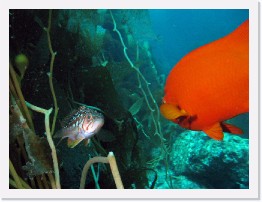 IMG_0378-crop * Kelp Bass and Garibaldi * 2269 x 1702 * (835KB)