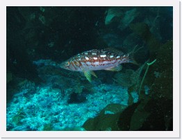 IMG_0387-crop * Juvenile Kelp Bass * 2208 x 1656 * (756KB)