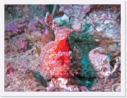 IMG_0393-crop * California Scorpionfish * 2432 x 1824 * (1.47MB)