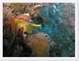 IMG_0413-crop * Mushroom Sidegill nudibranch (Tylodina fungina) * 1938 x 1454 * (678KB)