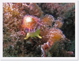 IMG_0414-crop * Mushroom Sidegill nudibranch (Tylodina fungina) * 2024 x 1518 * (831KB)