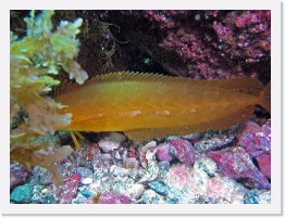 IMG_0443-crop * Giant Kelpfish (Heterostichus rostratus) * 3075 x 2306 * (1.82MB)