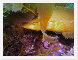 IMG_0445-crop * Giant Kelpfish (Heterostichus rostratus) * 3264 x 2448 * (1.57MB)