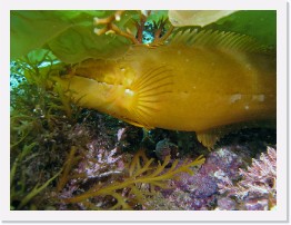 IMG_0446-crop * Giant Kelpfish (Heterostichus rostratus) * 3264 x 2448 * (1.65MB)