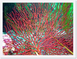 IMG_0483-crop * Sea Fan * 3176 x 2382 * (2.6MB)