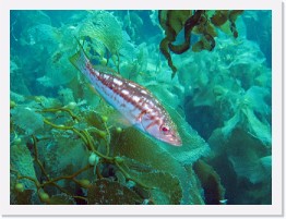 IMG_0493-crop * Juvenile Kelp Bass * 2883 x 2162 * (1.53MB)