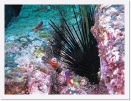 IMG_0524-crop * Bluebanded Gobys, Christmas Tree Worm, Spiny Urchin * 2280 x 1710 * (1.35MB)