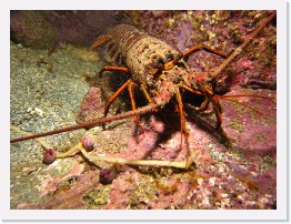 IMG_0705 * California Spiny Lobster * 3264 x 2448 * (3.35MB)