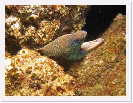 IMG_0720-crop * California Moray Eel (Gymnothorax mordax) * 2476 x 1857 * (1.25MB)