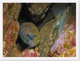 IMG_0731-crop * California Moray Eel (Gymnothorax mordax) * 2088 x 1566 * (683KB)