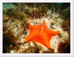 IMG_0746 * Bat Star, Black-eyed Goby * 3264 x 2448 * (2.63MB)