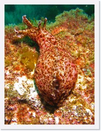 IMG_0754-crop * California Sea Hare (Aplysia californica) * 1834 x 2445 * (1.55MB)