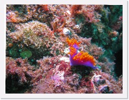 IMG_0814-crop * Spanish Shawl nudibranch (Flabellina iodinea) * 2896 x 2172 * (1.7MB)